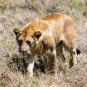 TZA SHI SerengetiNP 2016DEC25 Moru4Area 062 : 2016, 2016 - African Adventures, Africa, Date, December, Eastern, Month, Moru 4 Area, Places, Serengeti National Park, Shinyanga, Tanzania, Trips, Year